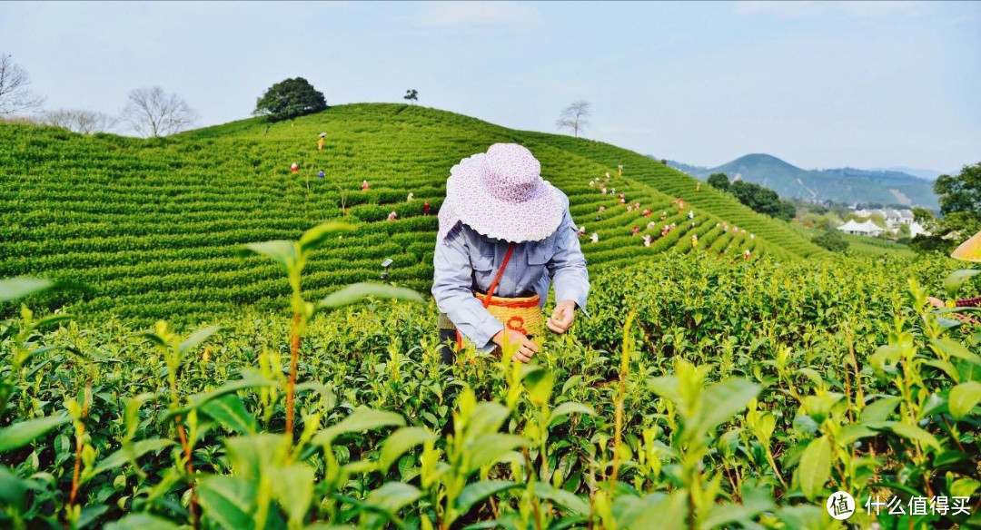 安吉白茶不是白茶，他是绿茶