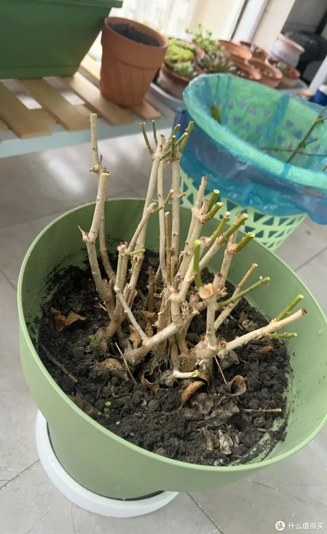 清明前后,茉莉花要动一动,抓紧时间“搬个家”,开“爆花”妥了