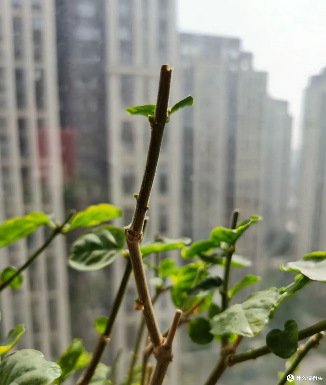 清明前后,茉莉花要动一动,抓紧时间“搬个家”,开“爆花”妥了