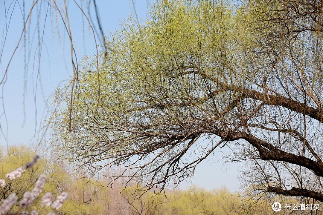 一镜走天下，春天的颐和园西堤是外景拍摄的首选