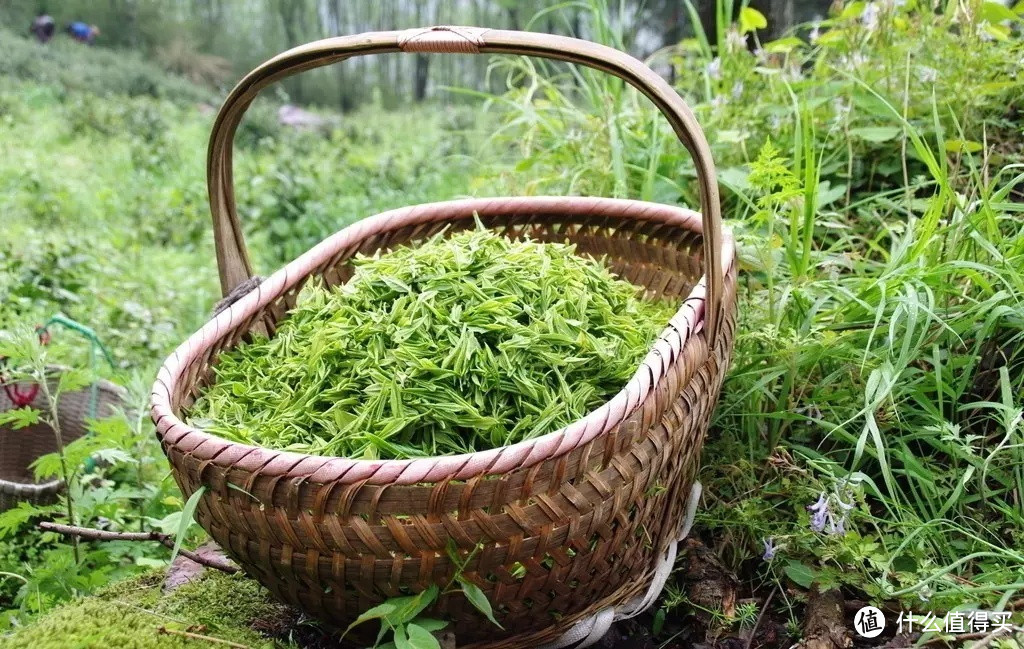 我的口粮茶，黄山毛峰