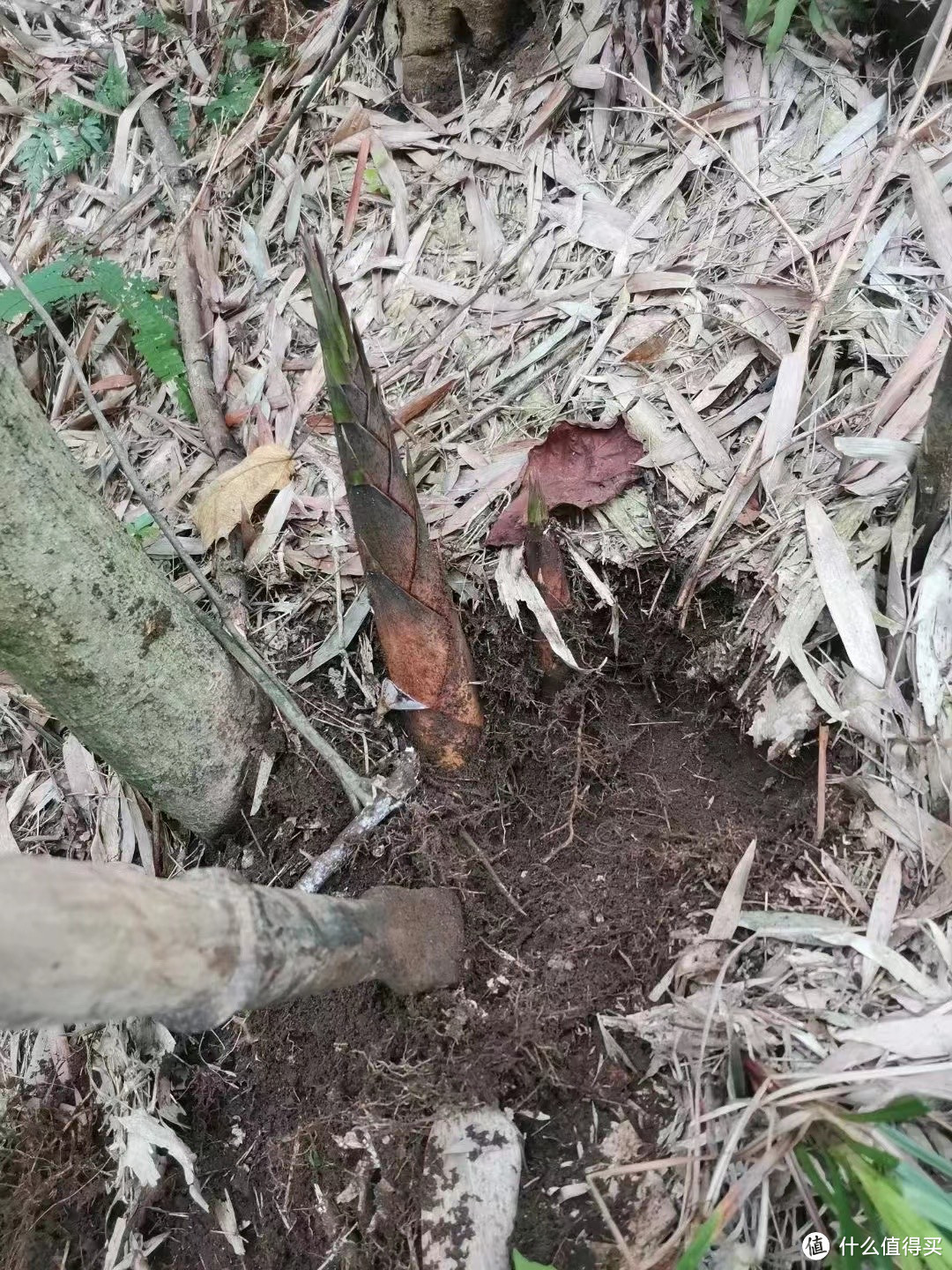 春天的山珍野味，雨后的山笋，搞上一斤五花肉，怎么吃都嘎嘎香！