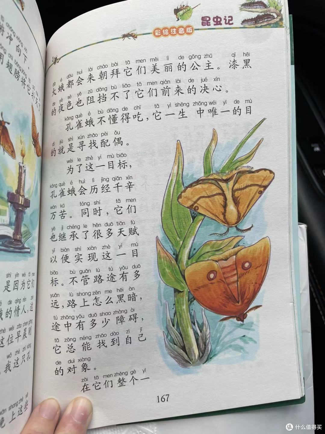 和娃一起读《昆虫记》之孔雀蛾