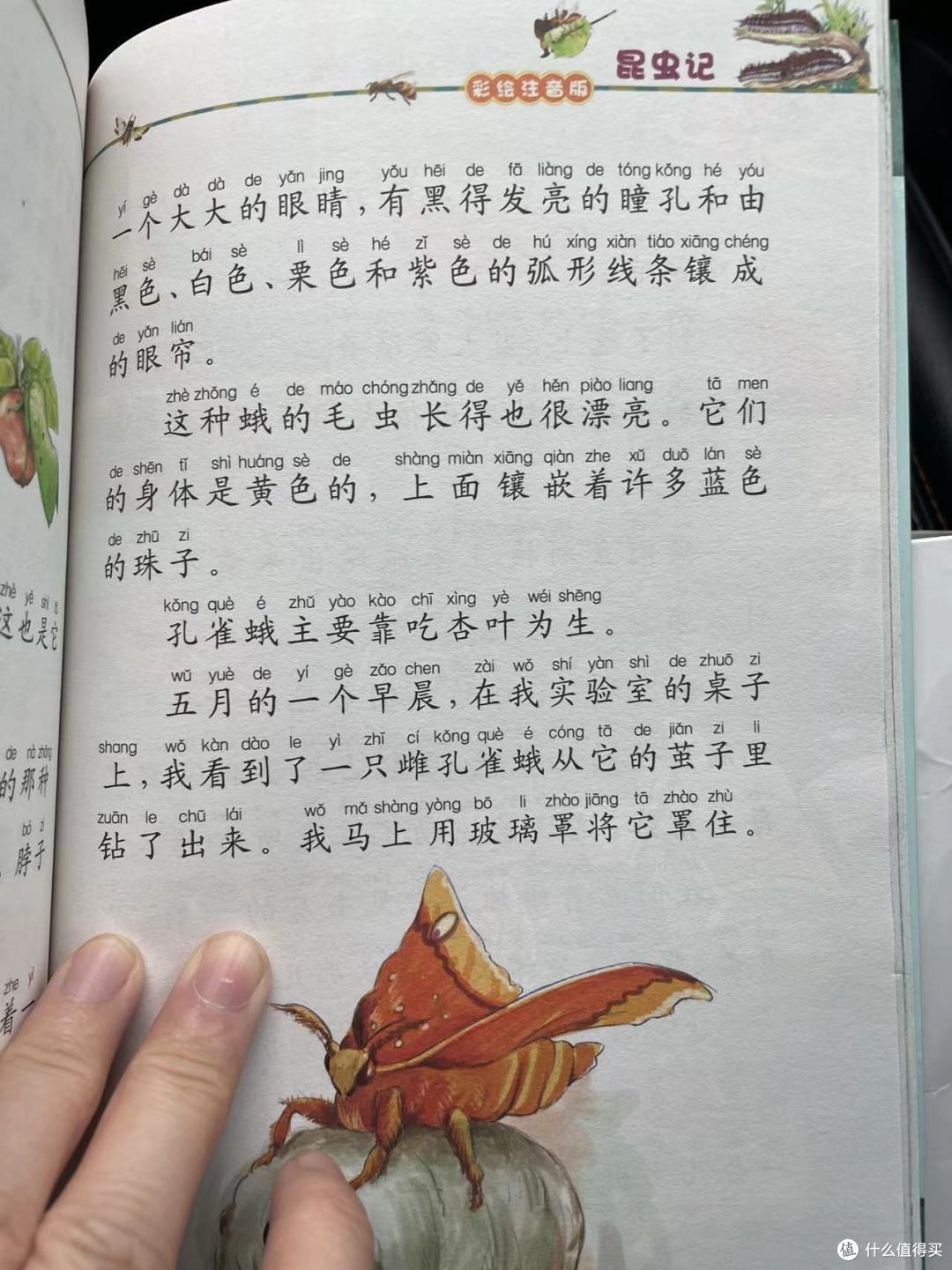 和娃一起读《昆虫记》之孔雀蛾