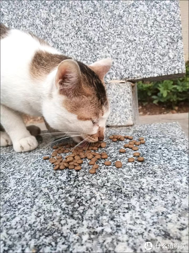 麦富迪101猫粮