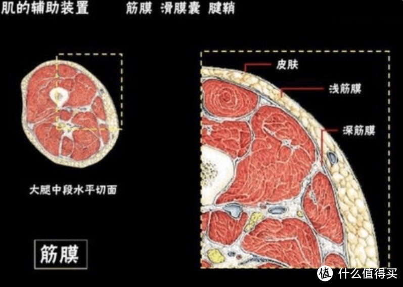 什么品牌的筋膜枪最好用？五大优异爆火机型闭眼入