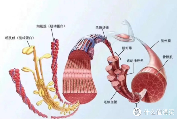 十大品牌筋膜枪：2024年十大颇具代表性品牌汇总