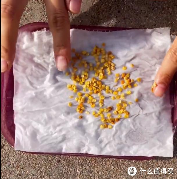 北京一小伙子，用“矿泉水桶”种辣椒，5棵结了30斤，太牛了