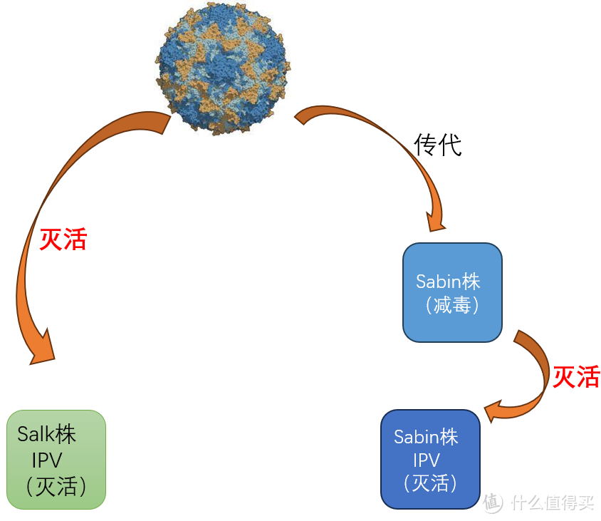 脊灰疾病和疫苗的那些事