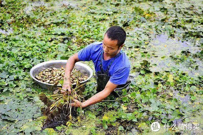 菱角是哪里的特产？你知道有几种类型吗？