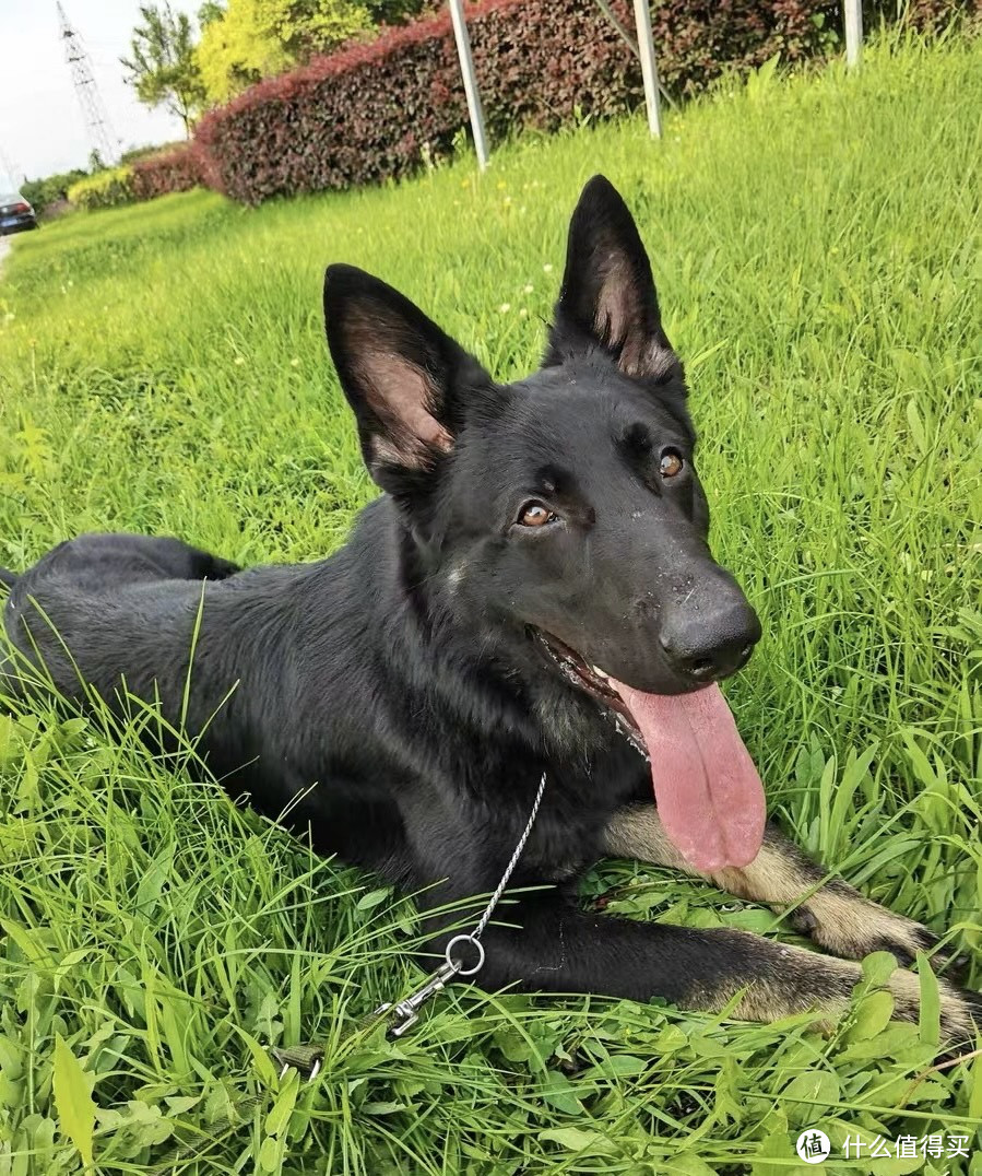 平价狗粮天花板！中大型犬天菜狗粮