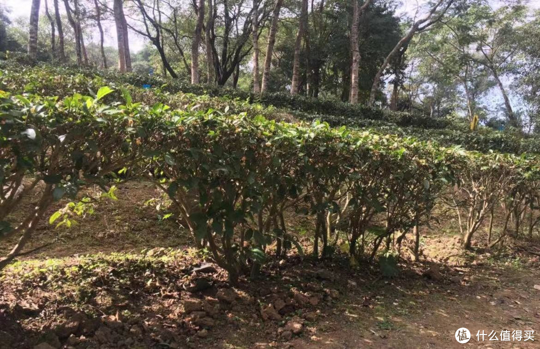 春日是一个充满生机和活力的季节，无论是大人还是孩子，都会被这个季节所吸引。