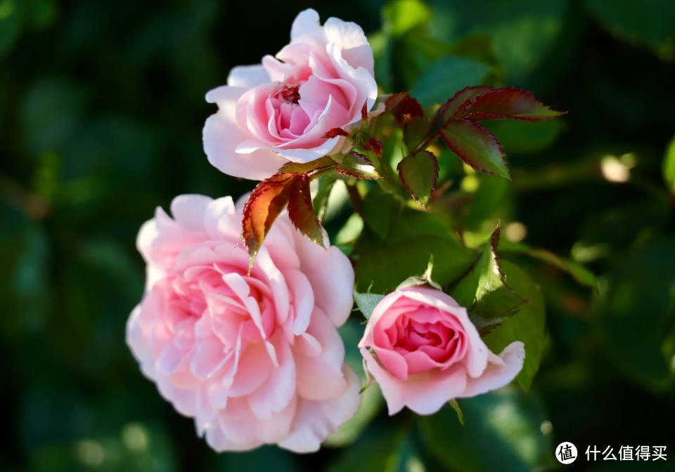 “开花大王”种家里，花朵就是活香水，热不死也冻不坏