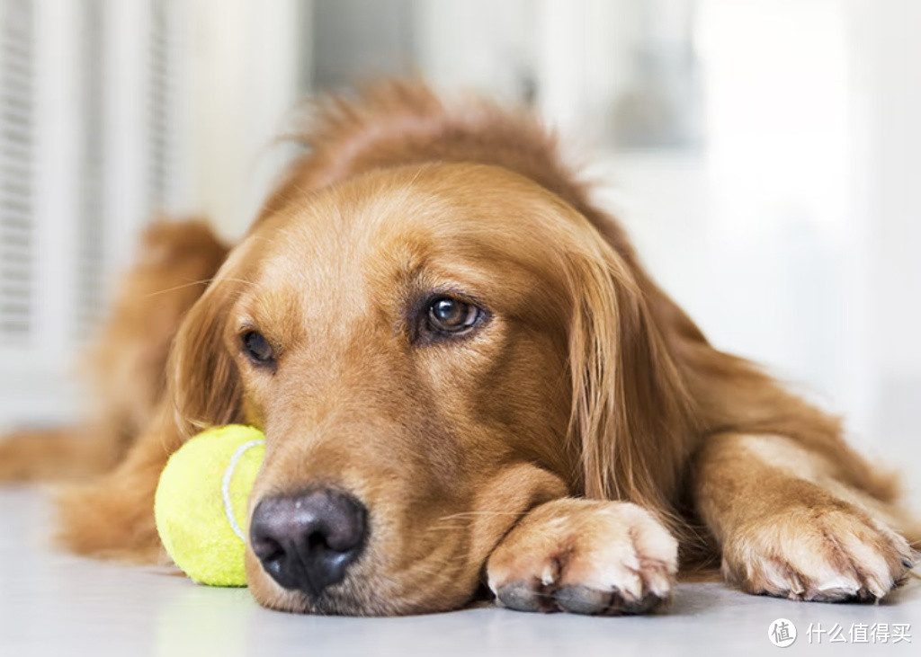 卫仕狗粮：食荟冻干犬粮，全方位关爱狗狗的美食之选