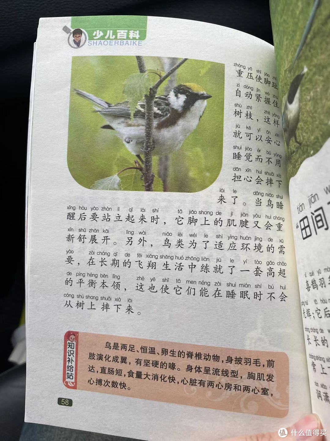 中国孩子的百科全书之鸟类怎样睡觉