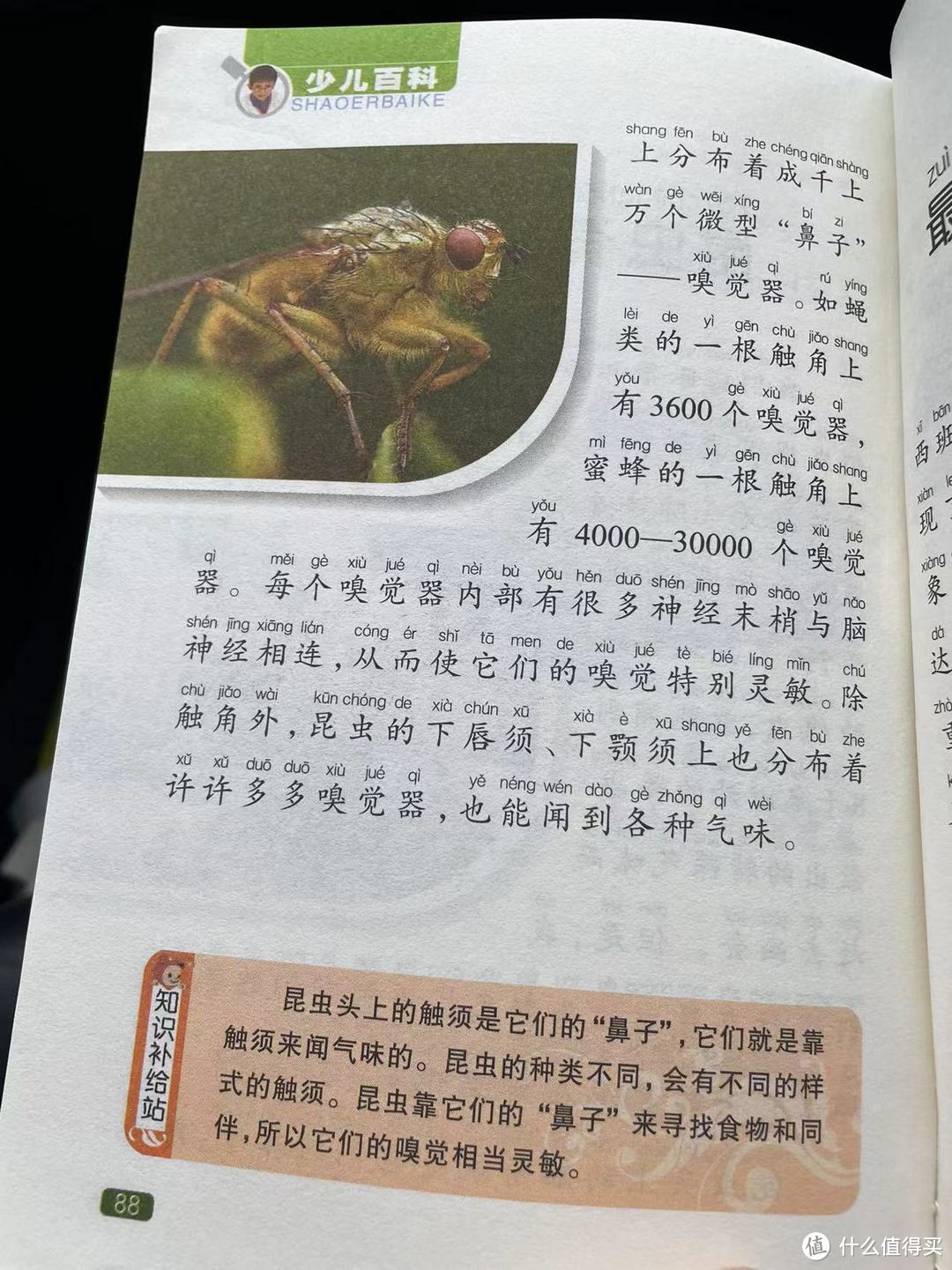 中国孩子的百科全书之昆虫有鼻子吗