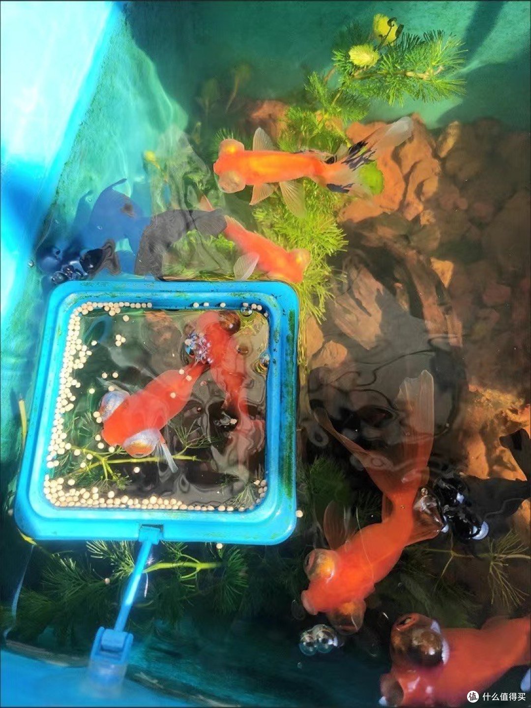 鱼饵这样选没错