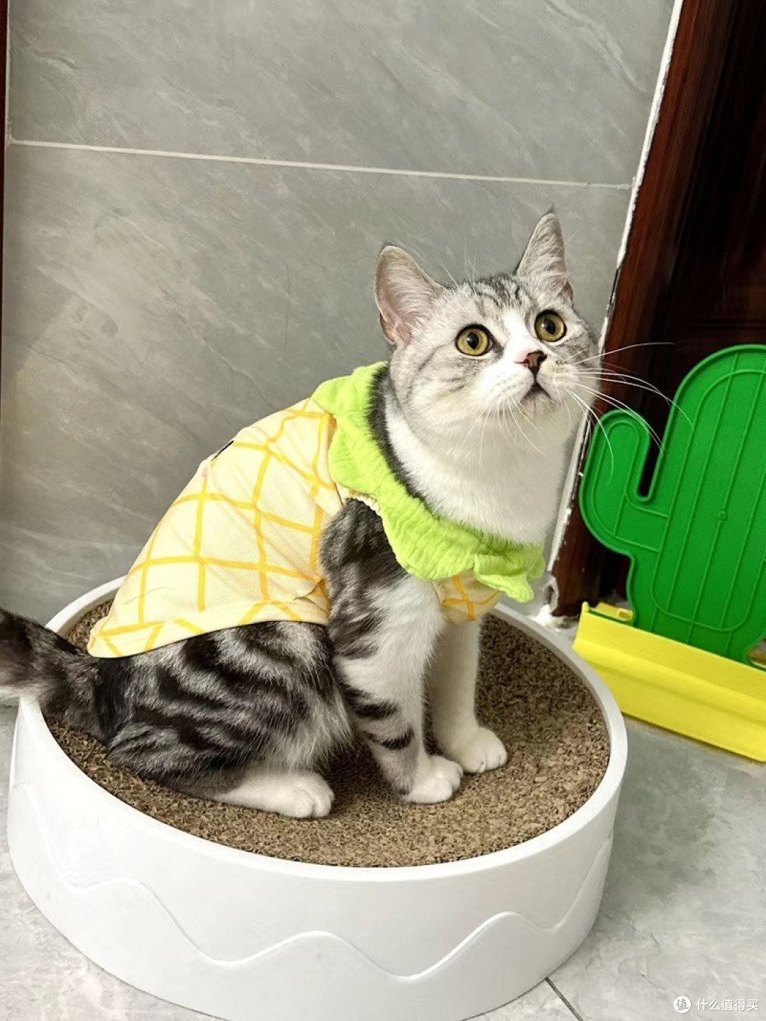 发腮猫粮就选whycat
