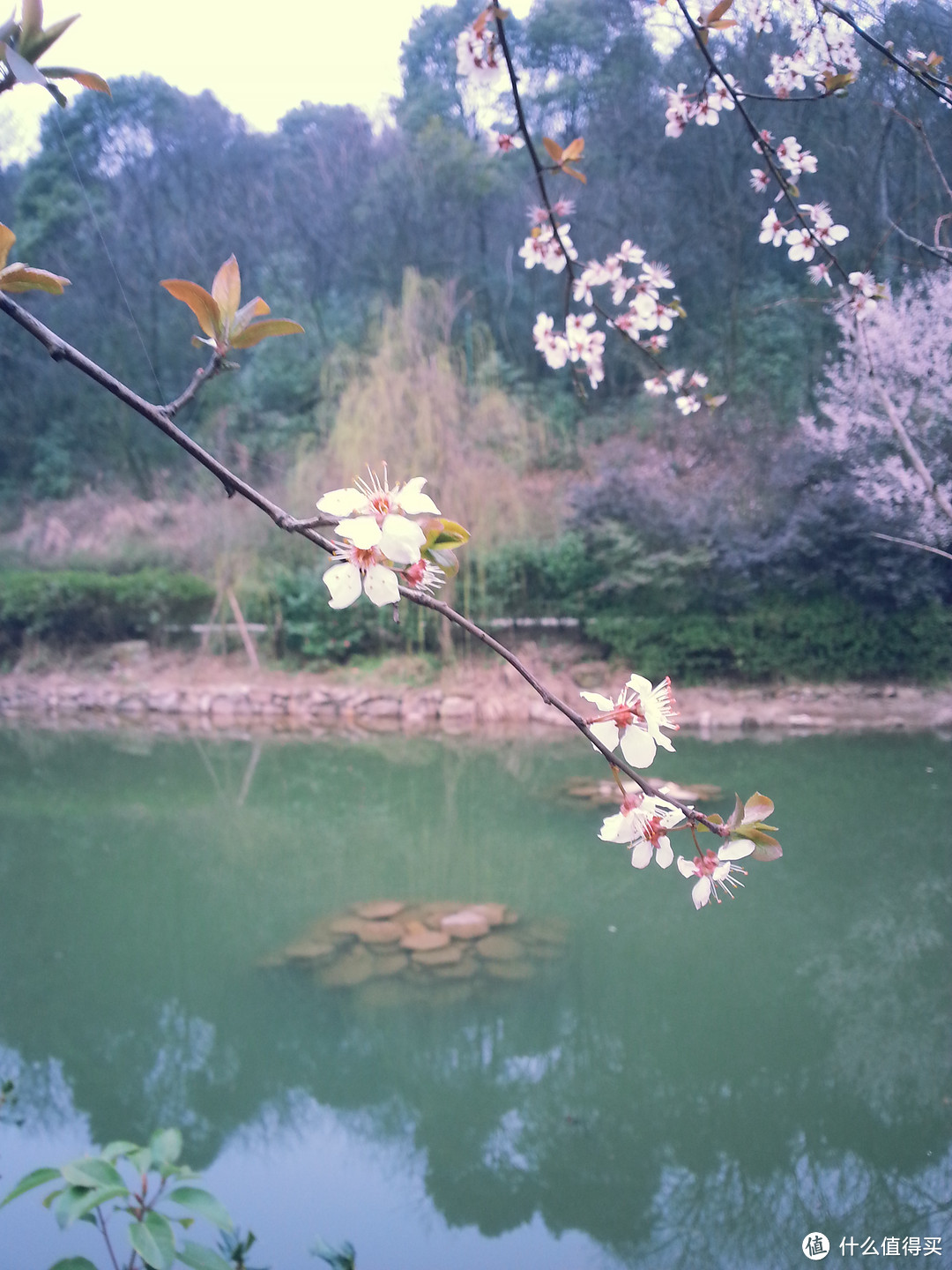 湖边樱花