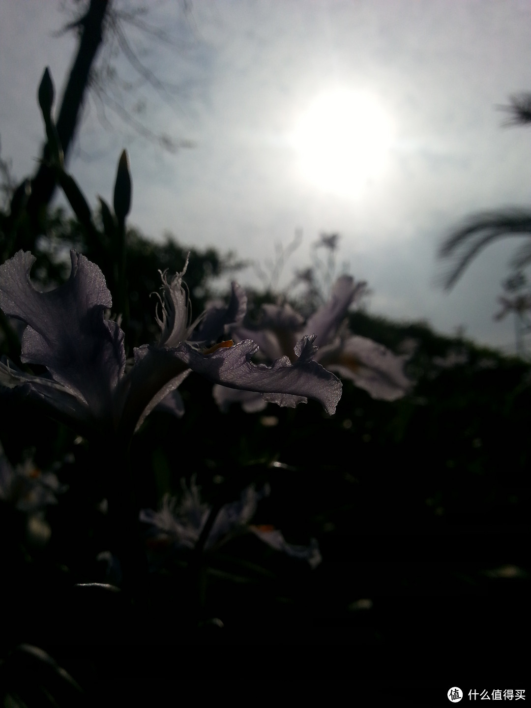 阳光下的花朵