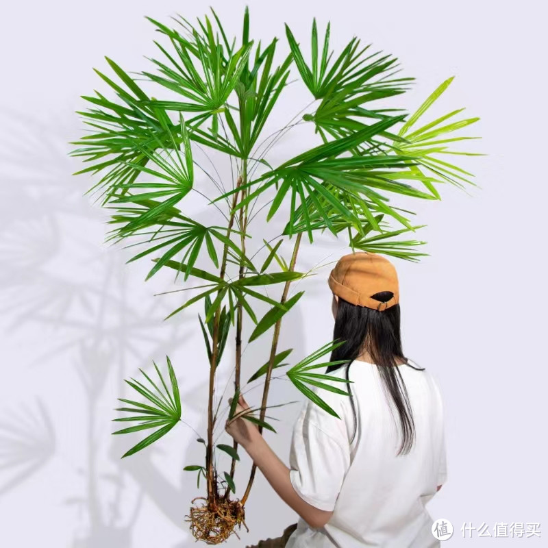 🌿 室内也能养出森林感！细叶大叶米竹子水培秘籍📖