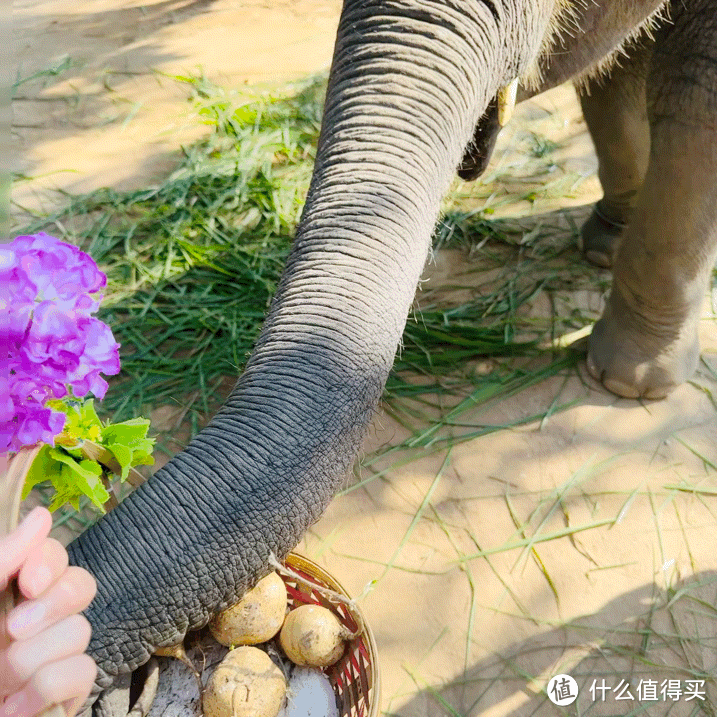 两个女生泰兰德六日纯玩团避坑指南，八千字真实体验分享快来看！