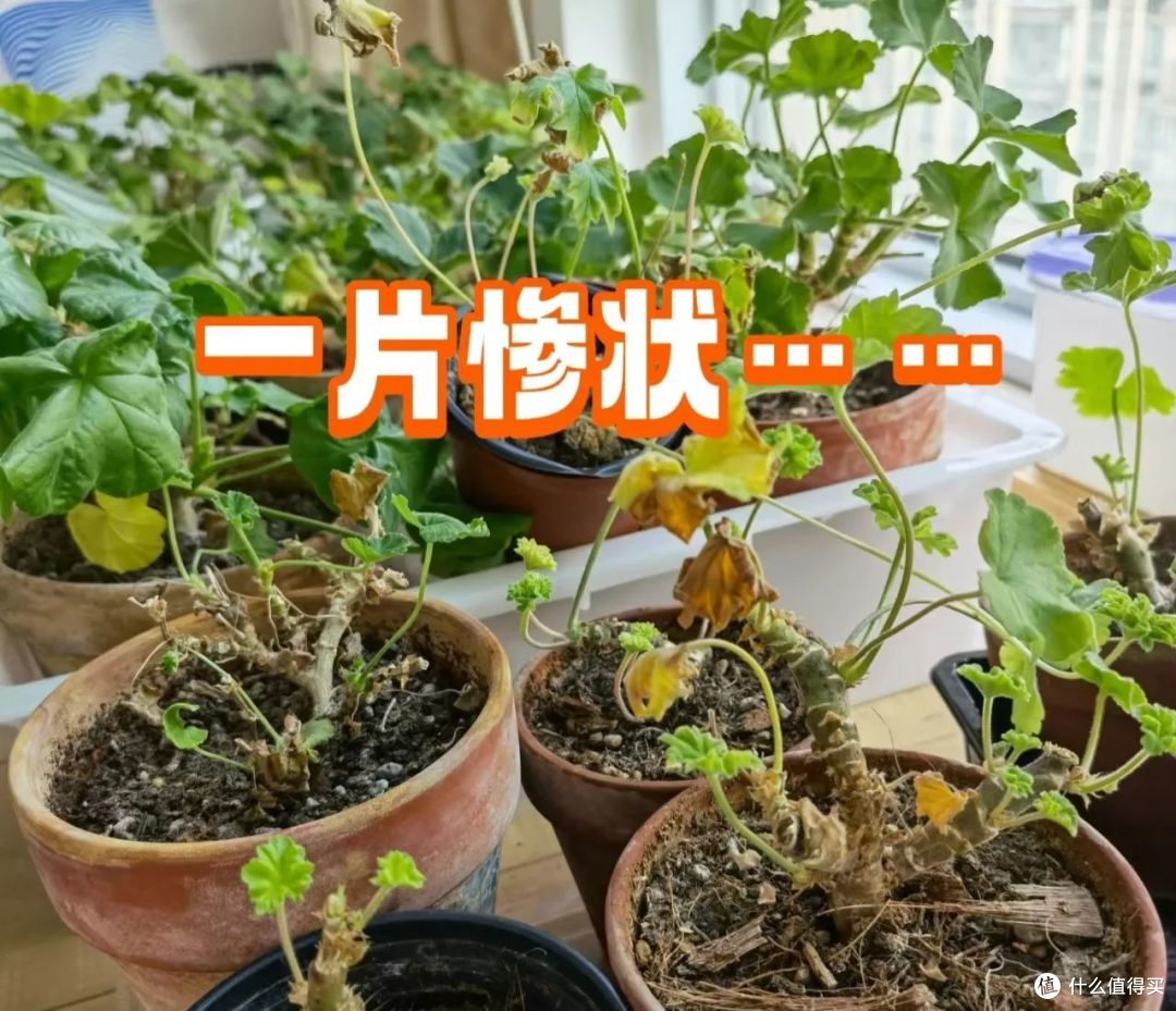 建议大家:这5种花,再便宜春季也别买,不是图省钱,很难养开花