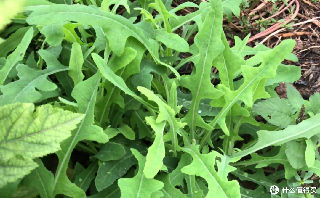 带娃春游，看到这10种野菜别忘了挖！