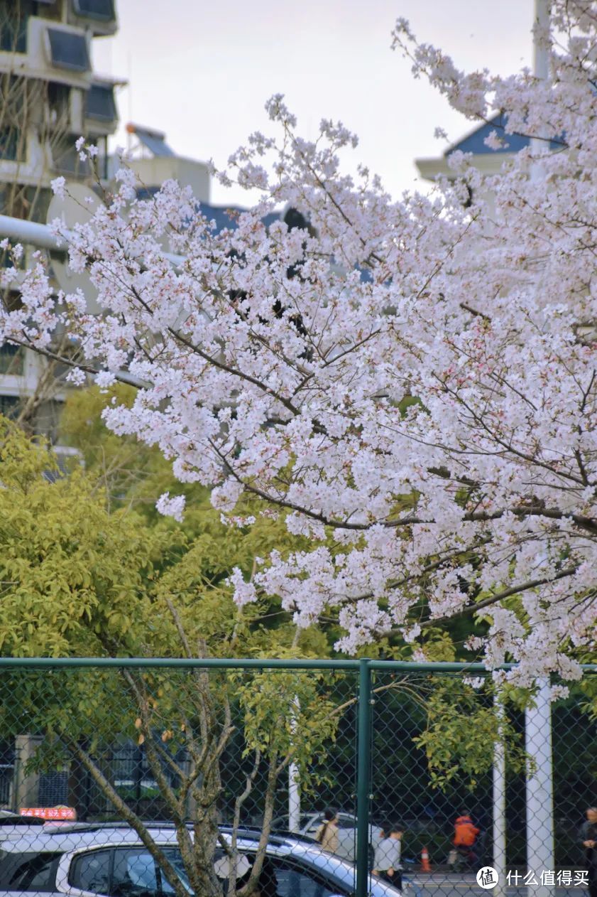 她就是春天最浪漫城市,不接受反驳
