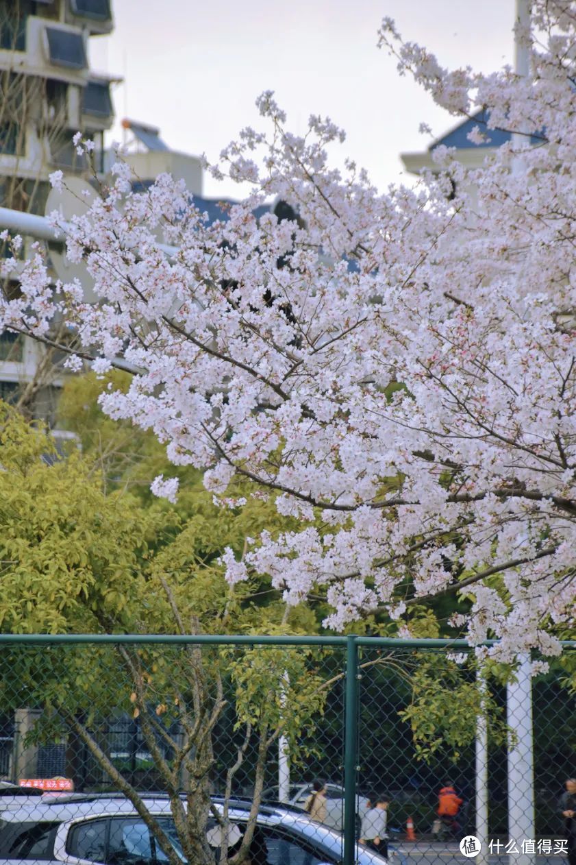 她就是春天最浪漫城市，不接受反驳