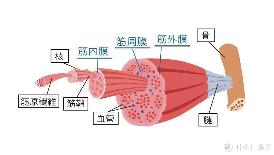 筋膜枪买哪款好？深度刨析五款热门产品！