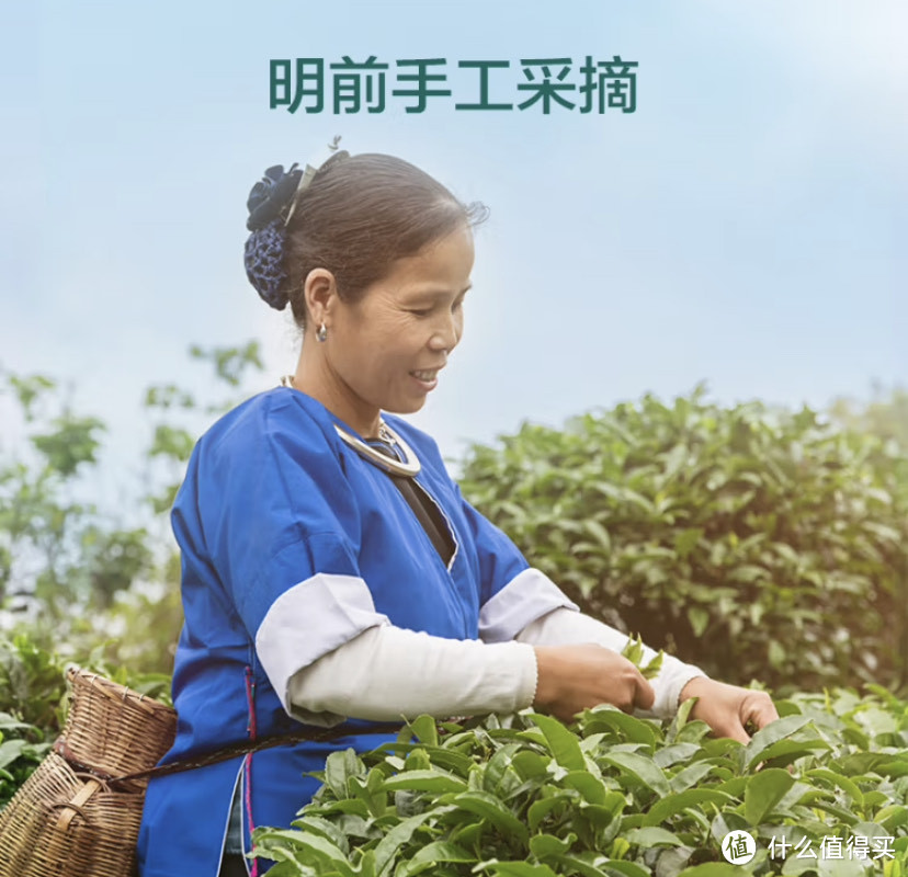 春茶著名产品,碧螺春茶叶选购评测
