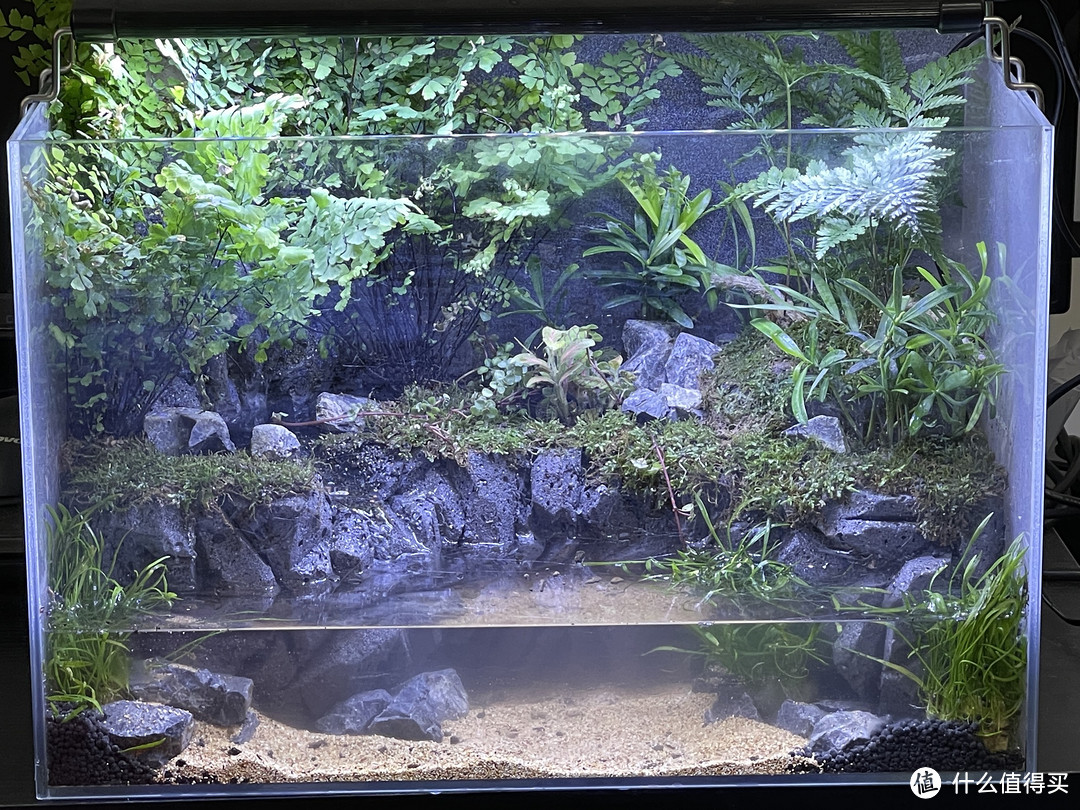 那些年做过的的雨林缸