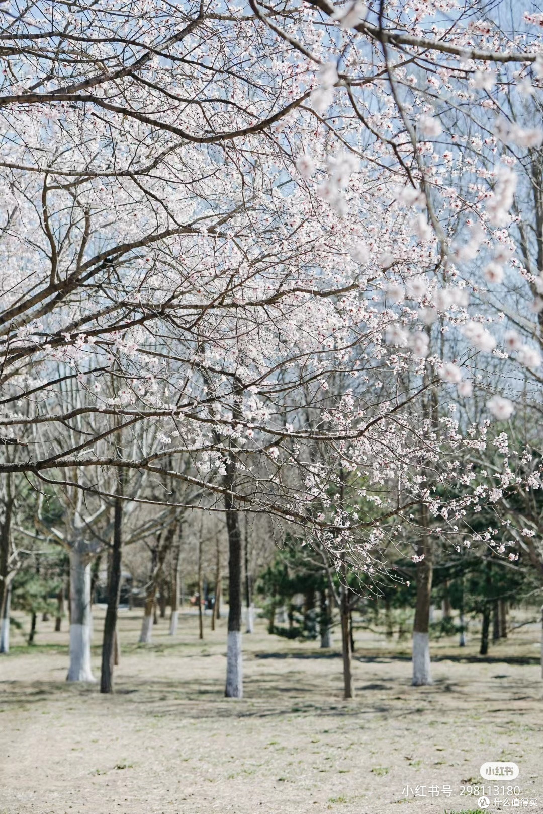 遛娃赏花还得是奥森人少花美宝藏路线附图