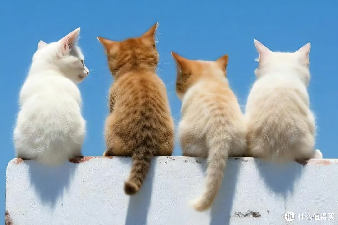 萌宠必备!