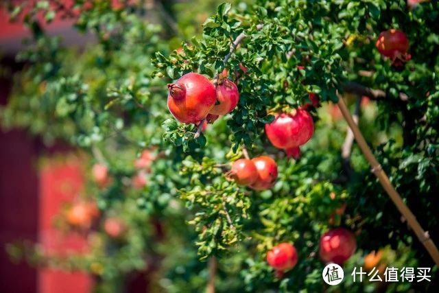 4种“富贵花”，开花不富也发，可当传家宝，越养越值钱！