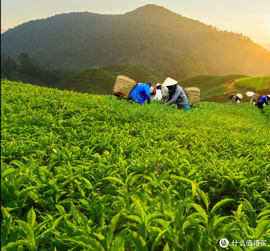 上班族福音！黑乌龙茶，轻松告别疲劳？