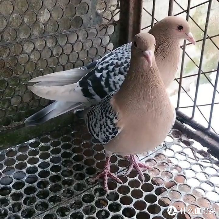 今天分享一个宠物新品观赏鸽子
