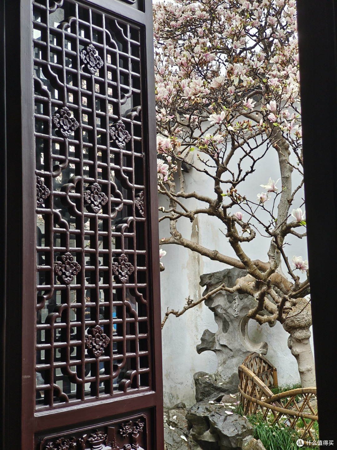 春日游记:苏州网师园与二乔玉兰的邂逅
