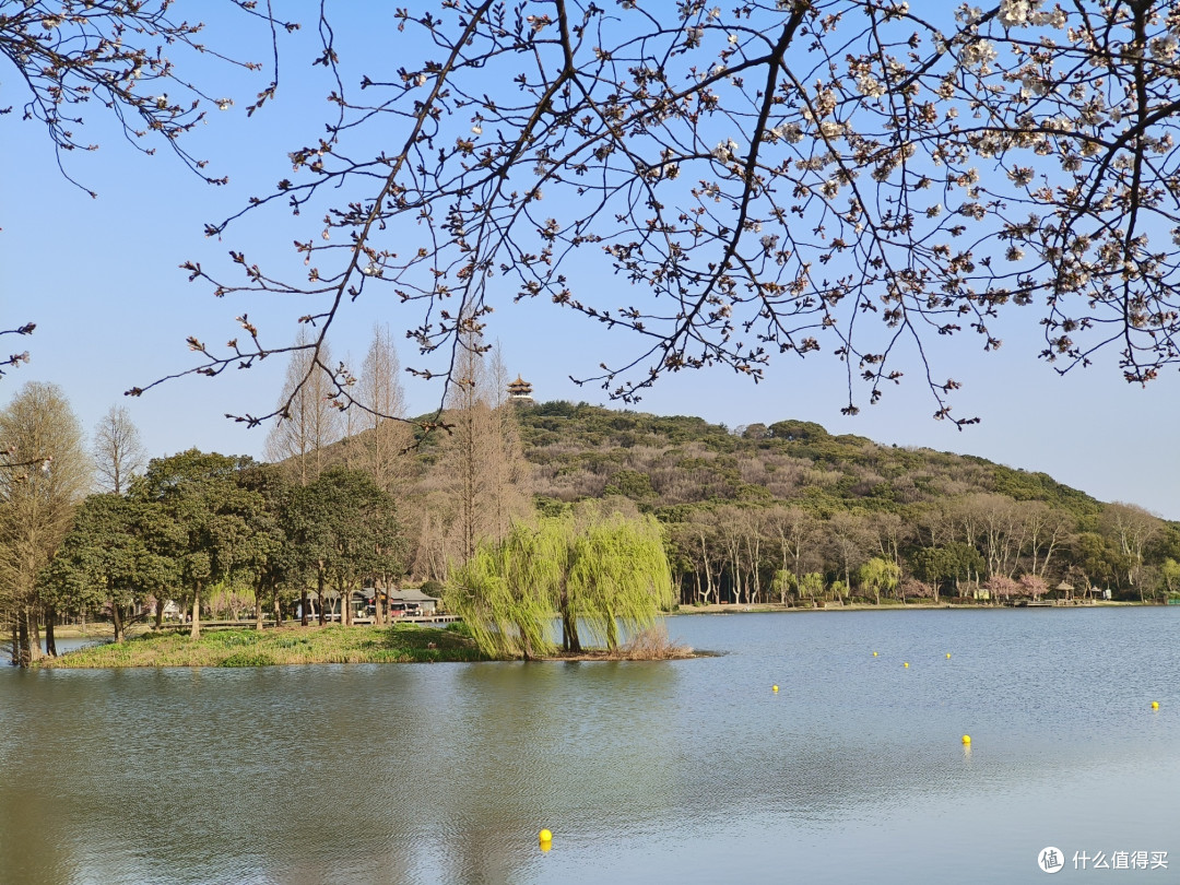 无锡鼋头渚：樱花烂漫的春日胜景