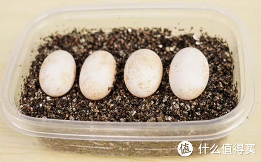 见证生命的诞生，可孵化的乌龟蛋！