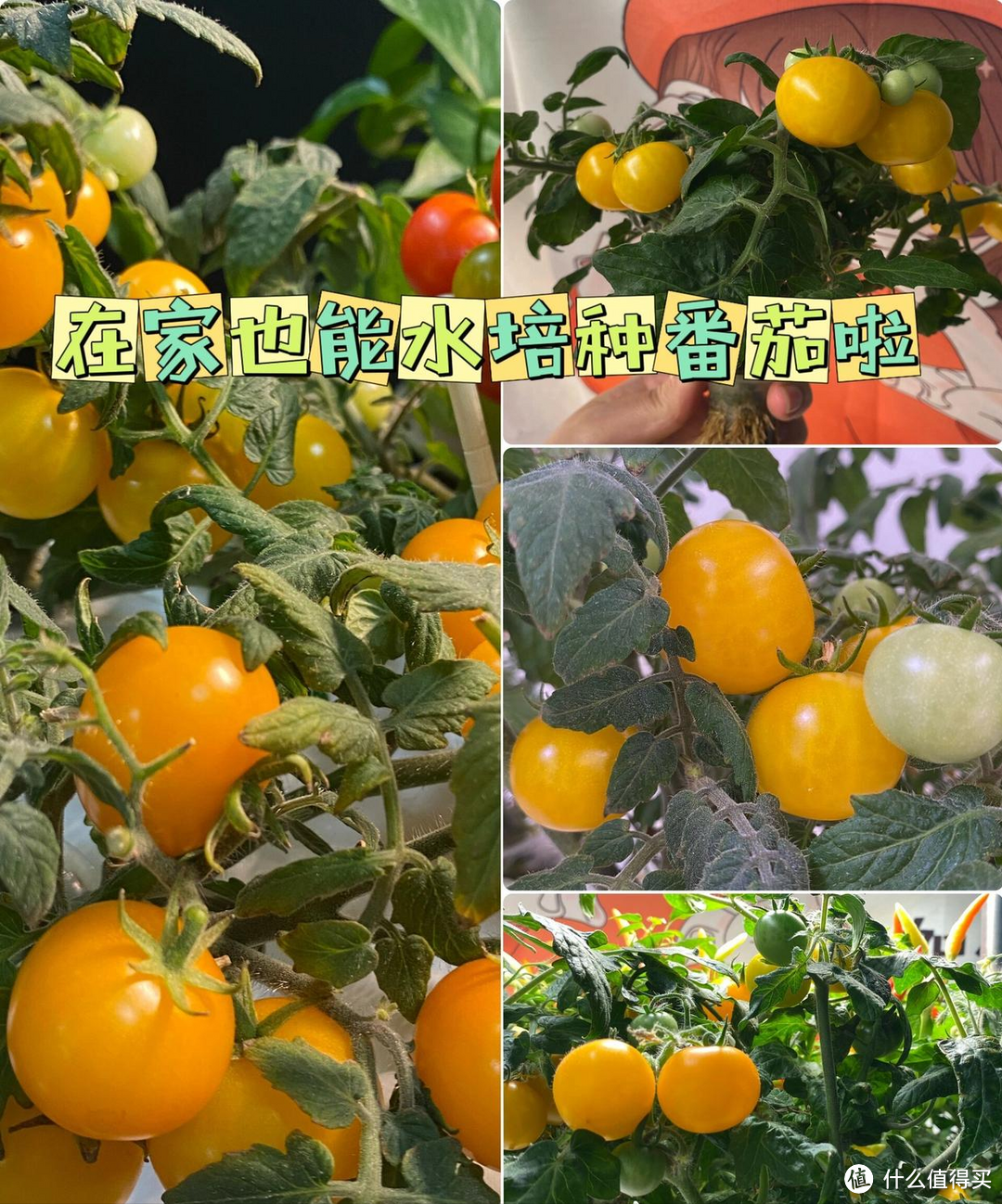 云南一27岁太太，将番茄丢在水里，一不注意长出一大坨，真壮观