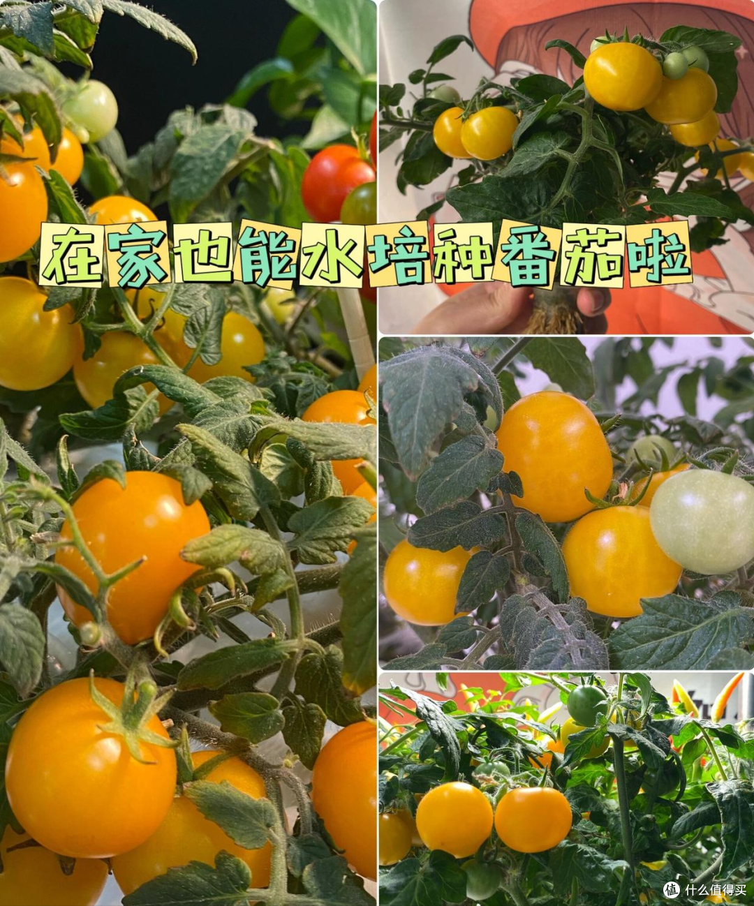 云南一27岁太太，将番茄丢在水里，一不注意长出一大坨，真壮观