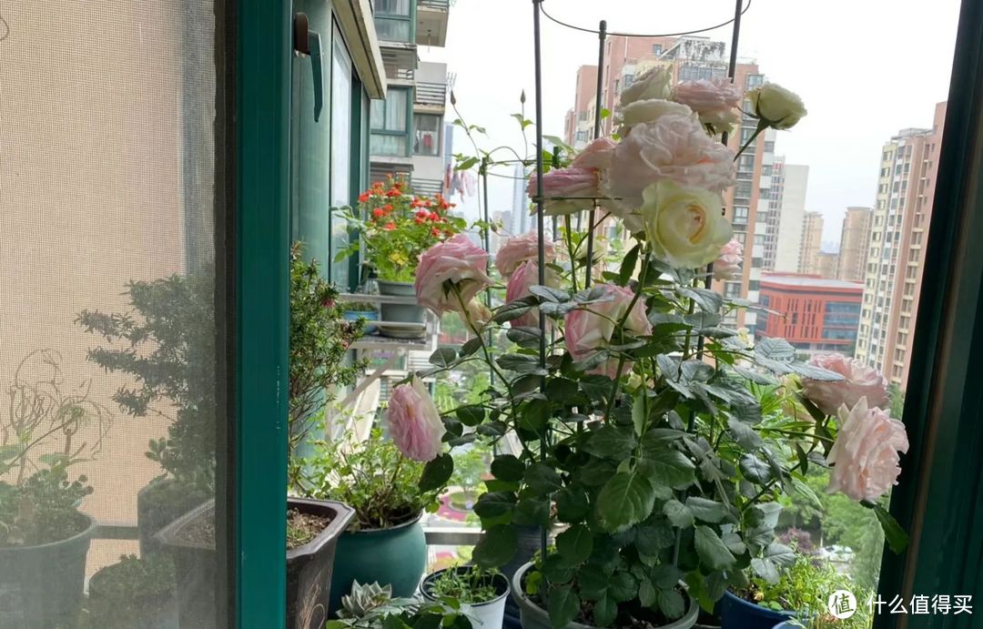 安徽一美女，因“在窗檐养花”而走红，网友：用生命在养！