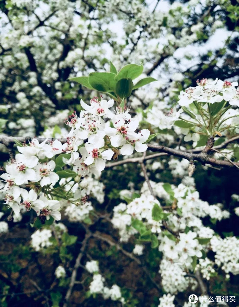 棠梨花开花的样子还是很美的。