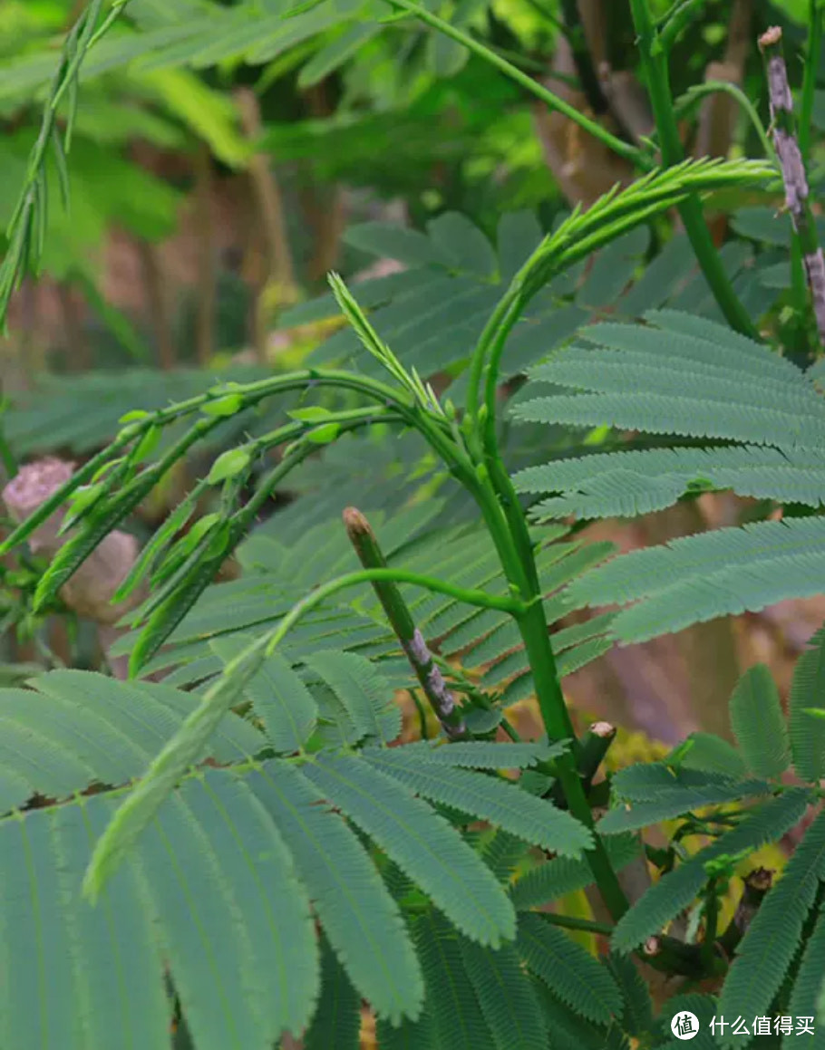 云南人餐桌上的春天，有多野？【有手就会的菜谱分享：棠梨花炒火腿＋臭菜煎蛋】