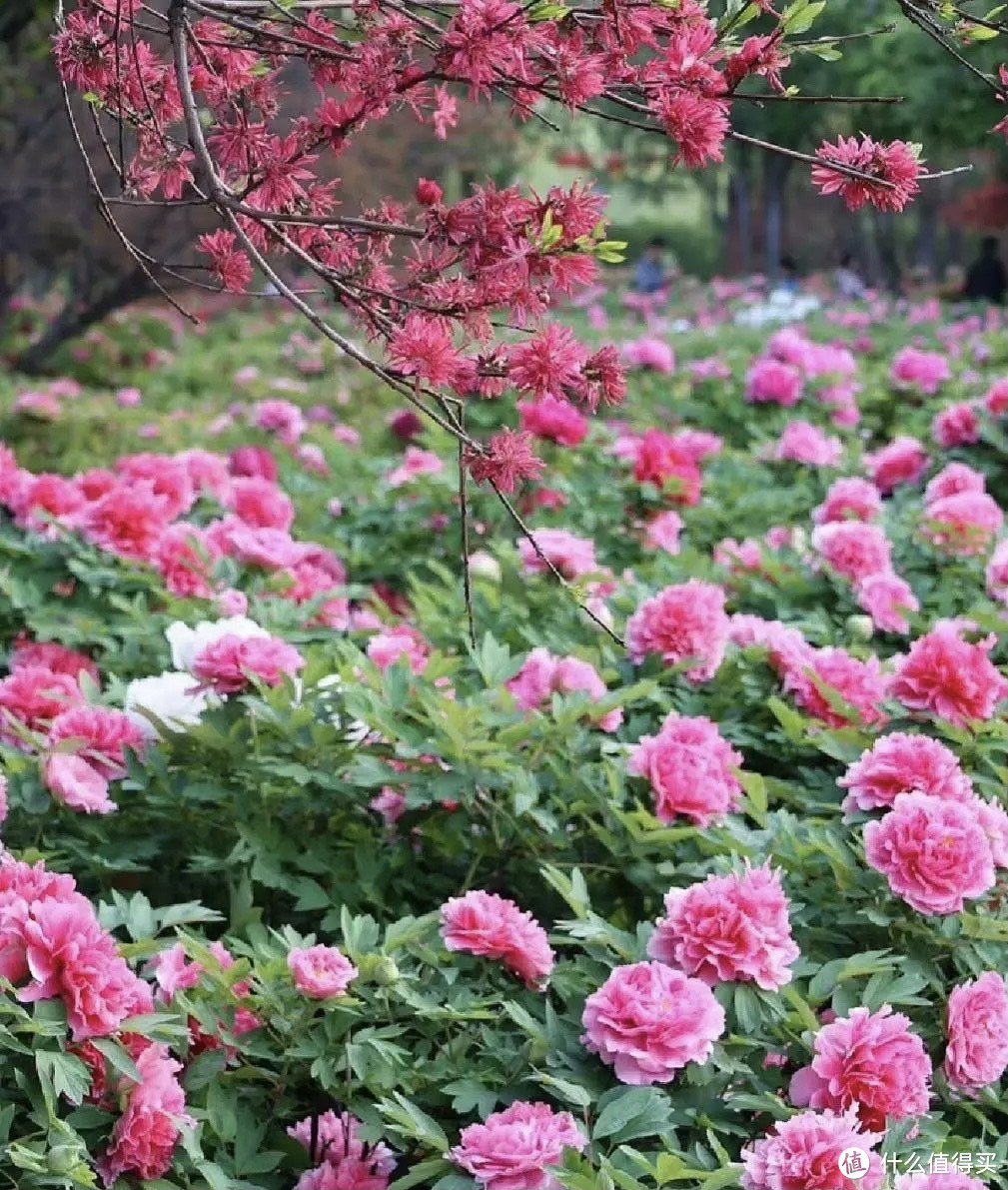 “洛阳牡丹”百花齐放，争奇斗艳，那叫一个壮观