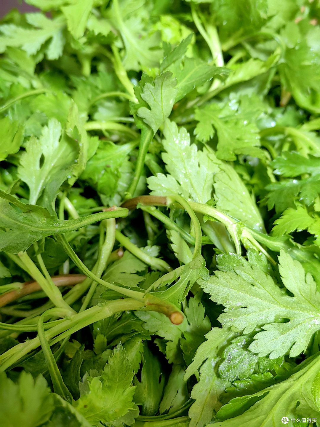 没错它不是菊花叶它是菊花脑