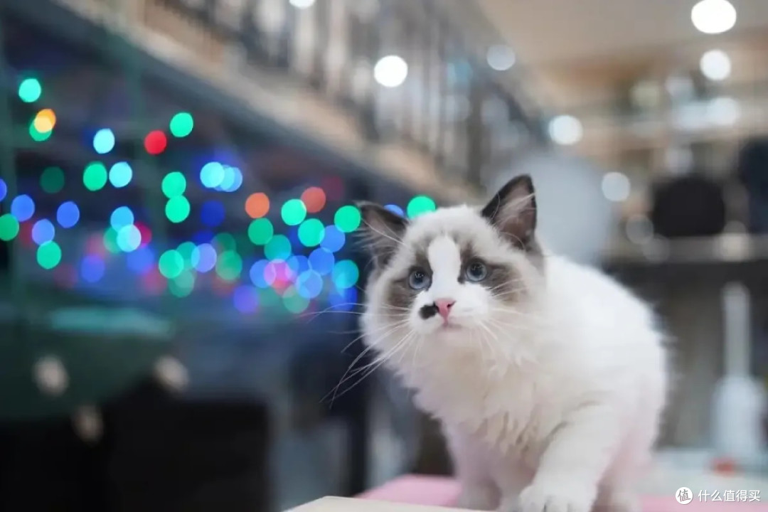 铲屎官科普：为啥你出门猫懒得送你，你回家它却热情似火？