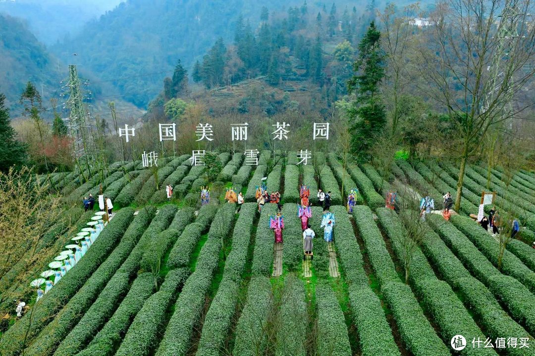 峨眉雪芽生态茶园